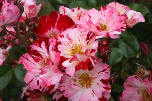 Filoli-Roses-Spring-2011_019