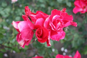 Filoli-Roses-Spring-2011_035