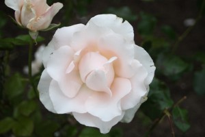 Filoli-Roses-Spring-2011_046