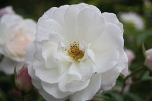Filoli-Roses-Spring-2011_055